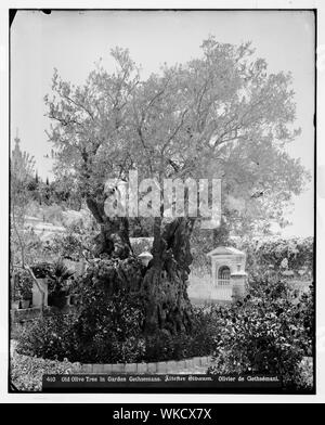Jerusalem (El-Kouds). Alter Olivenbaum im Garten Getsemani Stockfoto