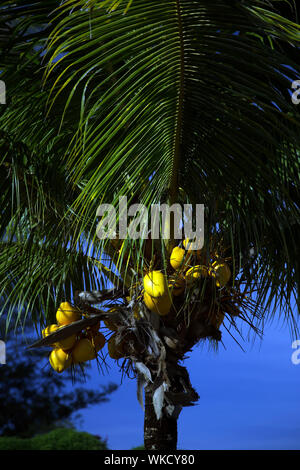 Junge Kokosnüsse auf Coconut Palm Stockfoto