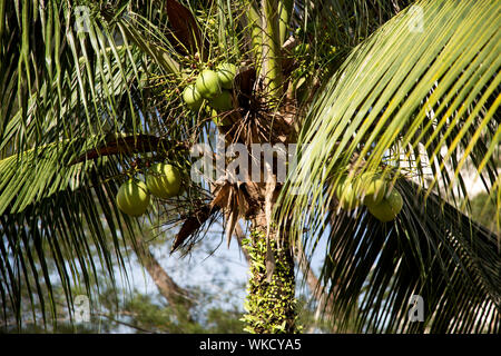 Junge Kokosnüsse auf Kokospalme in den Sarawak Borneo Sonnenschein Stockfoto