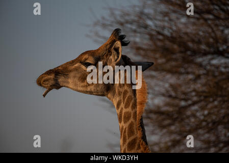 Giraffe Kauen auf einem Knochen Zusätzliche Calcium- und Mineralien zu erhalten Stockfoto