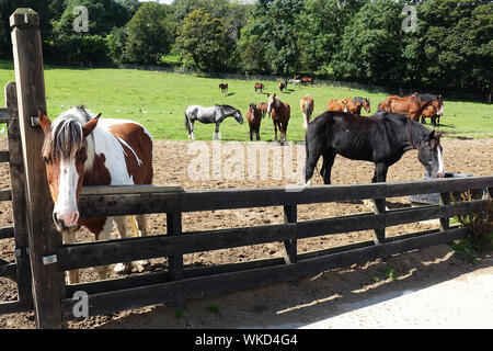 Pferdekoppel zu Hause des für Alte Pferde Rest, Richmond Hill, Insel Man Stockfoto