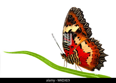 Seitenansicht von Leopard Florfliege Schmetterling sitzt auf Gras Blatt. Foto auf weißem Hintergrund. Stockfoto