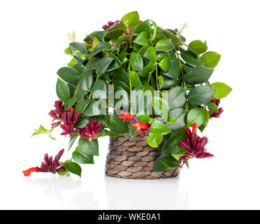 Äschyanthus, Schamblume (Aeschynanthus Radicans) im Topf, isoliert auf weißem Hintergrund Stockfoto