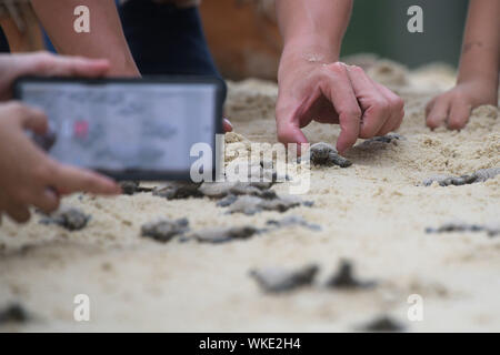 Singapur. 14. Juli, 2019. Neugeborene Hawksbill Sea turtle Jungtiere geschlüpft, die weniger als 10 Stunden vor ihren Weg zum Meer am Strand von Singapur Insel Sentosa an Sept. 4, 2019. Das Personal der Sentosa Development Corporation veröffentlichte insgesamt 100 Echte Karettschildkröte Schlüpflinge zurück zum Meer. Die Schlüpflinge aus einem Nest am 14 Juli, 2019 entdeckt, geboren. Credit: Dann Chih Wey/Xinhua/Alamy leben Nachrichten Stockfoto