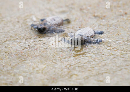 Singapur. 14. Juli, 2019. Neugeborene Hawksbill Sea turtle Jungtiere geschlüpft, die weniger als 10 Stunden vor ihren Weg zum Meer am Strand von Singapur Insel Sentosa an Sept. 4, 2019. Das Personal der Sentosa Development Corporation veröffentlichte insgesamt 100 Echte Karettschildkröte Schlüpflinge zurück zum Meer. Die Schlüpflinge aus einem Nest am 14 Juli, 2019 entdeckt, geboren. Credit: Dann Chih Wey/Xinhua/Alamy leben Nachrichten Stockfoto