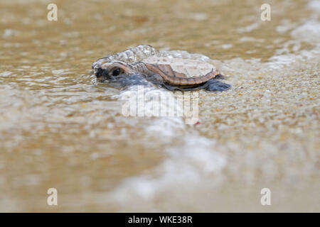 Singapur. 14. Juli, 2019. Ein neugeborenes Hawksbill Sea turtle Hatchling", die weniger als 10 Stunden geschlüpft macht den Weg zum Meer am Strand von Singapur Insel Sentosa an Sept. 4, 2019. Das Personal der Sentosa Development Corporation veröffentlichte insgesamt 100 Echte Karettschildkröte Schlüpflinge zurück zum Meer. Die Schlüpflinge aus einem Nest am 14 Juli, 2019 entdeckt, geboren. Credit: Dann Chih Wey/Xinhua/Alamy leben Nachrichten Stockfoto