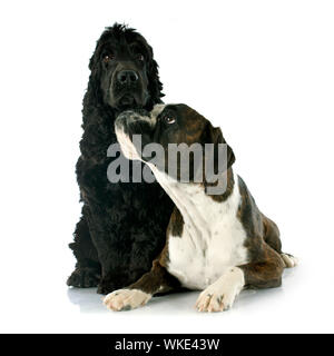 Porträt eines reinrassigen English Cocker und Boxer in einem Studio Stockfoto