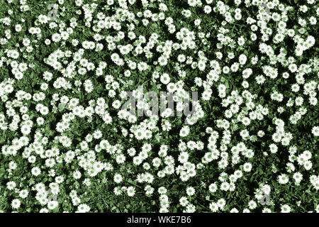 Abstract background Image durch künstliche Farbe Manipulation der Patch von Daises in einem Rasen angelegt mit weißen daisy flowers Köpfe grüne Punkte & Gras UK Stockfoto