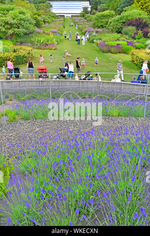 RHS Wisley Garten & Anzeigen neue Anpflanzung von zwei Arten von Lavendel und Rosmarin Besucher Berg geniessen Sie den Blick und zu Fuß zum neuen Gewächshäuser Surrey England Großbritannien Stockfoto