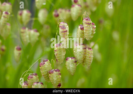 Größere beben Gras (Briza maxima). Auch als große Beben Gras bekannt, große Beben Gras u. Klapperschlange Gras unter anderem. Stockfoto