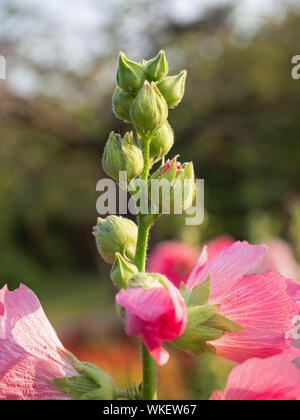 Closeup grüne Knospen von Pink Malve Blume isoliert auf unscharfen Hintergrund, selektiver Fokus Stockfoto