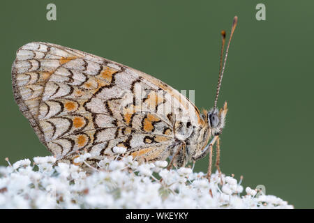 Wundervolle Portrait von Spotted fritillary (Melitaea Didyma) Stockfoto