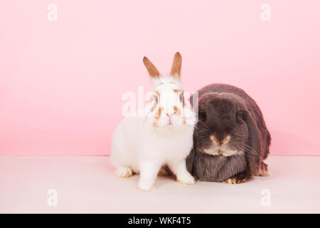 Weißes Kaninchen und Französisch lop zusammen auf rosa Hintergrund Stockfoto