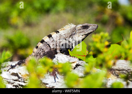 Grau-braun iguana Sonnenbaden auf den Felsen Stockfoto