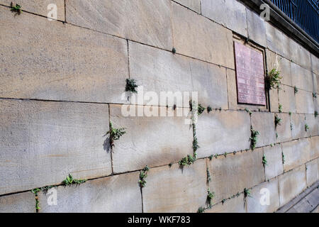 Unkraut wachsen durch die permitter Wand Unserer Lieben Frau und St. Nicholas Kirche, Liverpool, Großbritannien. Stockfoto