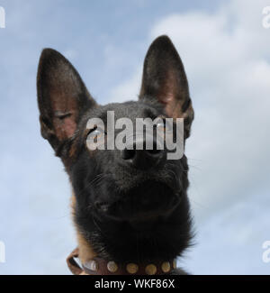 Welpe malinois Stockfoto