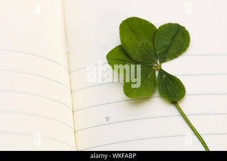 5 Leaf Clover und einen neuen Tag. Stockfoto