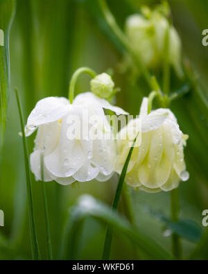 Eine Nahaufnahme eines doppelten weißen Hybrid gemeinsame Akelei (Aquilegia vulgaris) Blüte. Stockfoto