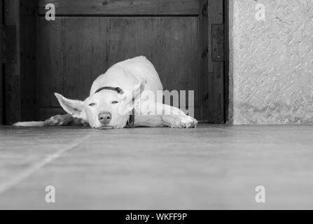 White english Greyhound in Schwarz und Weiß easy going, müde, folgsam und ruhig layining auf grauem Stein Boden aus einer dunklen Holztür Stockfoto