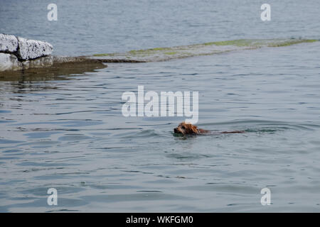 Der Hund ist schwimmen im Wasser mit einem Stock in den Mund, mit dem es für seinen Besitzer. Stockfoto