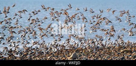 Eine Herde der Alpenstrandläufer (Calidris alpena) auf verschmähen Nature Reserve, kilnsea East Yorkshire, auf der Kanalseite des verschmähen, August 2019 fotografiert. Stockfoto