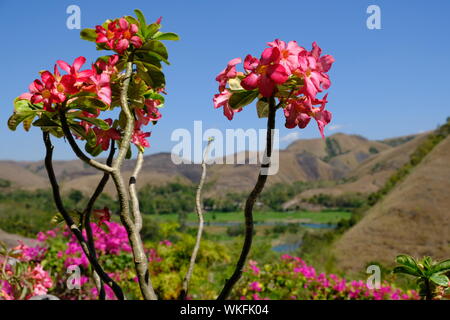 Frangipani Plumeria Blume Weiß Rosa Gelb auf Pulau Sumba Indonesien Stockfoto