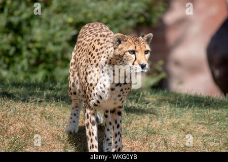 Gepardin. Eine schöne, gelbe Augen, gepardin aus der Masai Mara in Kenia. Das Sitzen auf einem alten termite Damm auf der Suche nach Beute Stockfoto