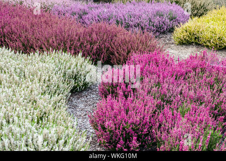 Weiß rot Gemeine Heidekraut Calluna vulgaris, bunte mehrjährige Garten calluna Sorten, Farbkontrast und Kombinationspflanzen Stockfoto