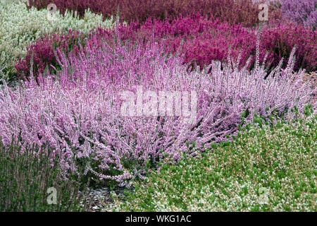 Schöne Calluna vulgaris Heidekraut bunte Gartenbauarten Farbe Blumen in mehrjährigen Garten Kontrast und Kombinationspflanzen Calluna vulgaris Grenze Stockfoto