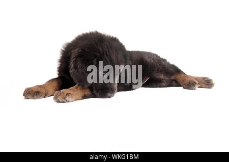 Entzückende traurig Black And Tan Welpen Verlegung auf weiß Stockfoto