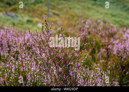 Sychnant Pass Dwygyflchi Conwy Wales Stockfoto