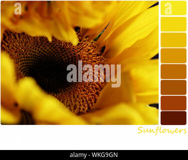 Makro einer Sonnenblume mit einer Farbpalette von Kostenlose Farbmuster. Selektiver Fokus in der Mitte der Blume mit extrem geringer Tiefenschärfe. Stockfoto
