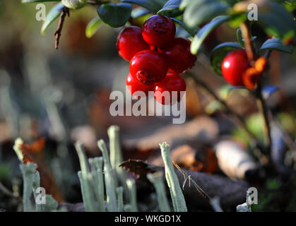 Beeren der Preiselbeere. Leuchtend rote Beeren von einer Preiselbeere wachsen in Moos. Stockfoto