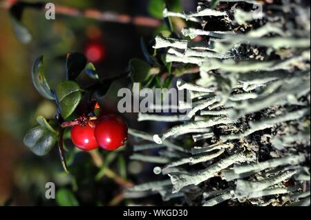 Beeren der Preiselbeere. Leuchtend rote Beeren von einer Preiselbeere wachsen in Moos. Stockfoto