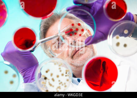 Senior Life-Science-Forscher Pfropfung Bakterien. Stockfoto