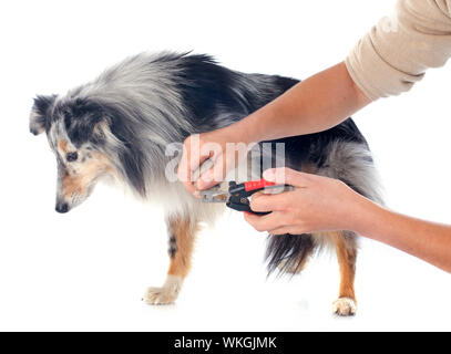 Porträt eines reinrassigen Shetland Hundes vor weißem Hintergrund Stockfoto