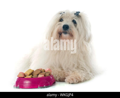 Coton de Tulear vor weißem Hintergrund Stockfoto
