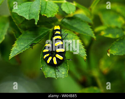 Die charakteristische Markierungen für einen Alder Moth Caterpillar. Die lebendigen Kontrast zwischen Schwarz und Gelb geben eine starke Warnung zu würde Raubtiere. Stockfoto