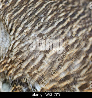 Braune Vogelfedern, asiatische verjährt Owlet (Glaucidium Cuculoides) Federn Hintergrund Stockfoto