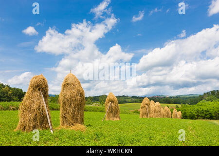 Bela Krajina, Slowenien. Traditionelle Heu Stapeln auf dem Feld. Stockfoto
