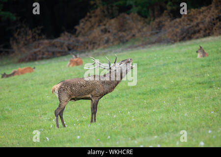 Red Deer stag Brüllen auf einer Wiese in der Brunftzeit mit Herde im Hintergrund Stockfoto