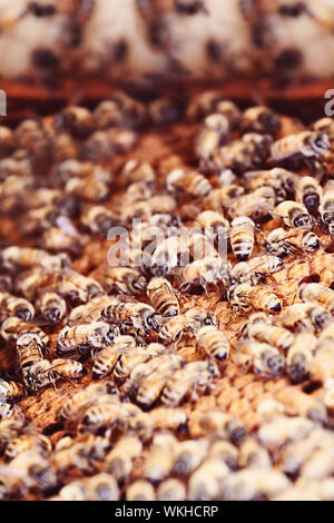 Gruppe der Honigbienen auf einem Kamm. Stockfoto