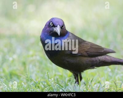 Strengen Blick aus einem gemeinsamen Grackle, Quiscalus quiscula. Stockfoto
