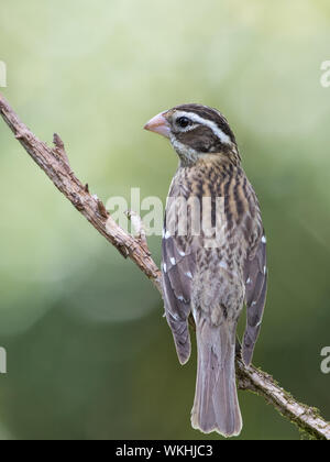 Portrait einer weiblichen rose-breasted Grosbeak, Pheucticus Ludovicianus. Stockfoto