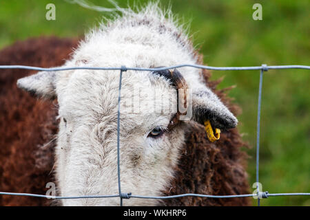 Herdwick-schafe in einem Feld hinter einem Zaun. Stockfoto