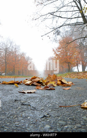 Einen nassen und rutschigen Herbst Straße in die Landschaft. Fahren auf der Straße in die Herbstsaison. Stockfoto