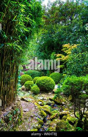 Formgehölze und Bambus im Japanischen Garten in St Mawgan, Cornwall, Großbritannien Stockfoto