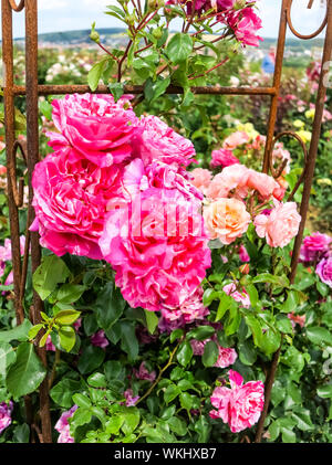 Groß rosa Kletterrose Strauch in einen Rosengarten Stockfoto