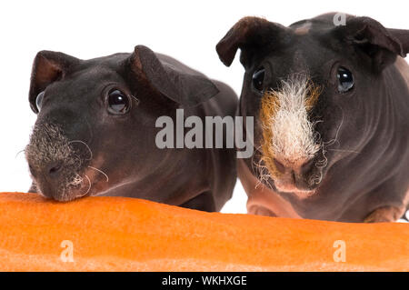 Skinny Meerschweinchen mit Karotte auf weißem Hintergrund Stockfoto