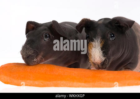 Skinny Meerschweinchen mit Karotte auf weißem Hintergrund Stockfoto